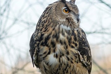Forest Barns Falconry Forest Barns Falconry
